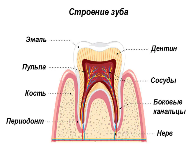 Анатомическое строение зуба